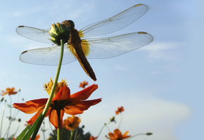 main dragonfly image